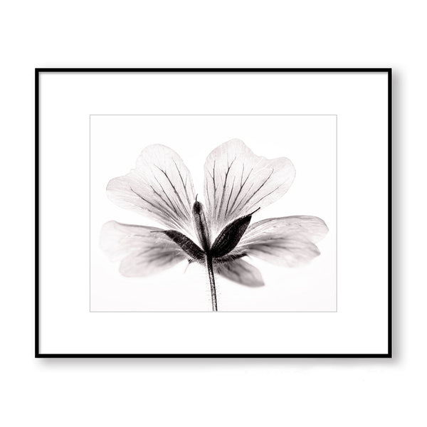 Soft Gray Anemone Flower Print - Plant06