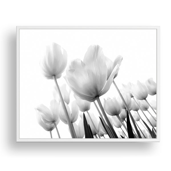 Monochrome Field of Tulips Wall Art - Plant08A