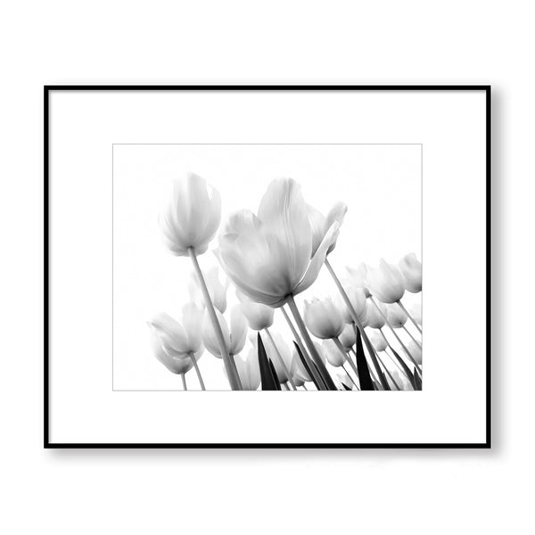 Monochrome Field of Tulips Wall Art - Plant08A