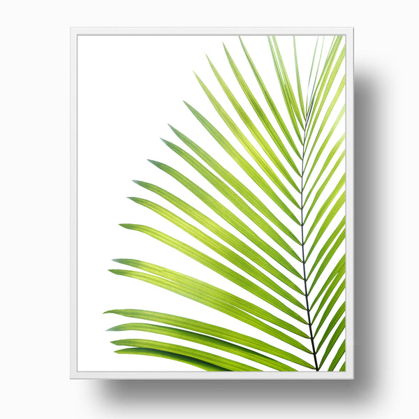 Light Green Palm Leaf Print - Plant11