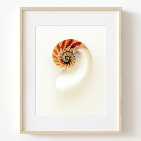 Nautilus Sea Shell - WCoast04