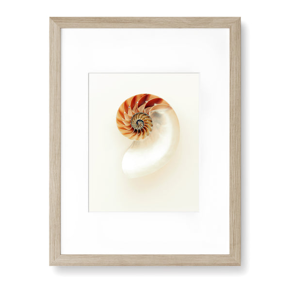 Nautilus Sea Shell - WCoast04